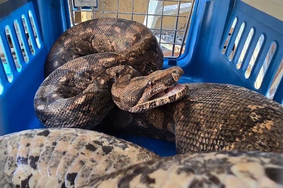 Se trataba de una boa constrictor de aproximadamente 3 metros de longitud y 6 kilos de peso, la cual se encontraba en aparente buen estado de salud.