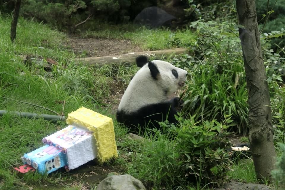 La panda, de 35 años, salió de su refugio para comer el pastel de celebración.