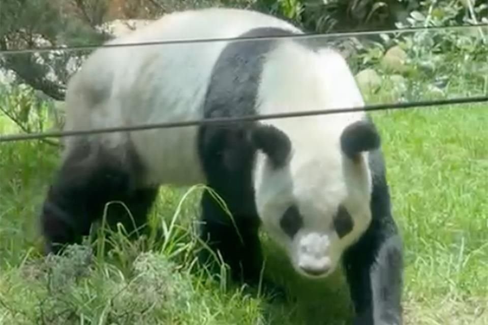 Visitantes vieron a la panda salir de su refugio para comer un pastel.