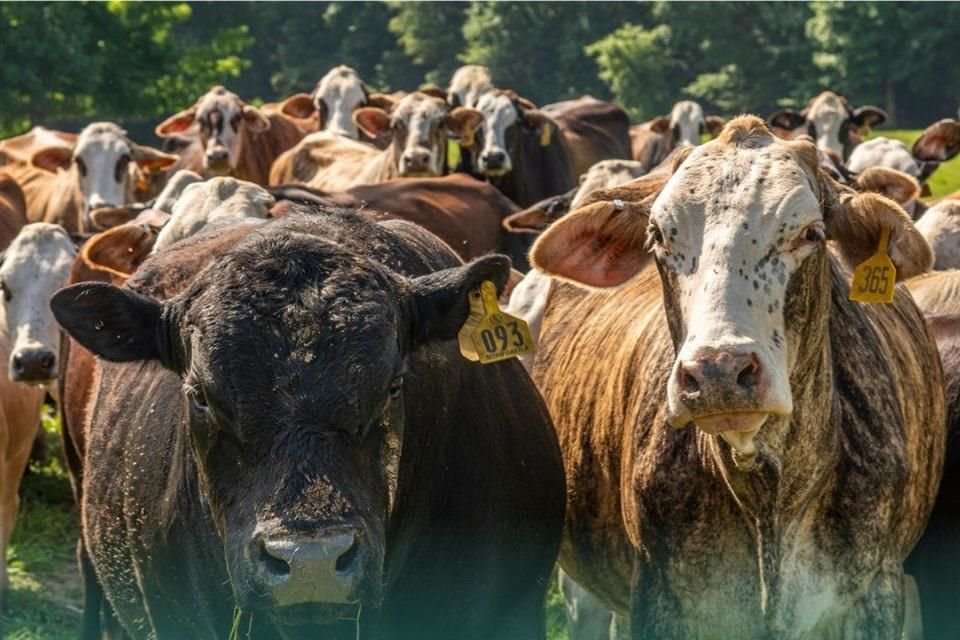 El Departamento de Agricultura de EU anunció la reapertura gradual de puertos en su frontera sur para la importación de ganado desde México a partir del 7 de julio