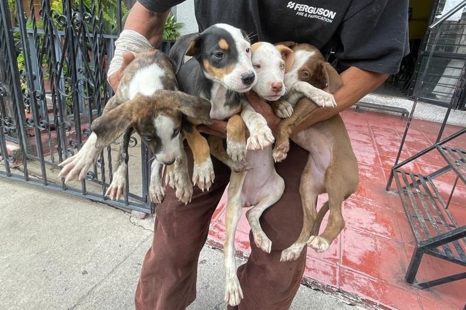 Tras recibir un reporte, autoridades rescataron 17 perros que estaban en condiciones de hacinamiento en un domicilio de la colonia El Deán.