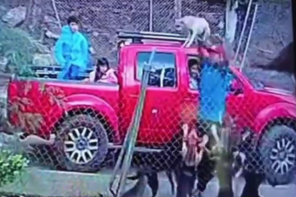 Un hombre acompañado de dos menores de edad lanzó a un cachorro por encima de la malla ciclónica, el cual, murió luego de que los perros que se encontraban en el lugar lo atacaran.