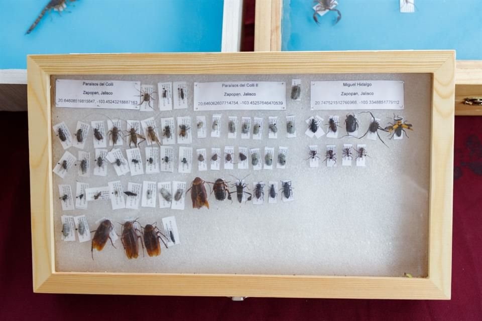 Existe una relación entre el tipo de plantas e insectos visibles en los terrenos y la presencia de cuerpos en algún estado de descomposición.