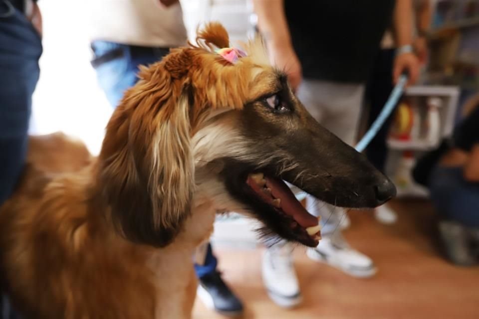Adopta un perrito.