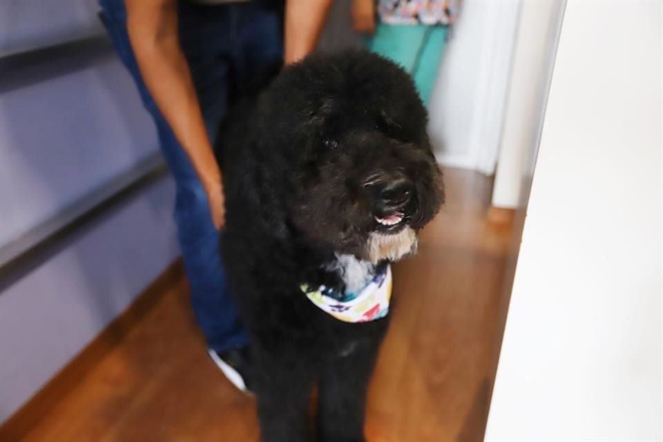 Adopta un perrito.