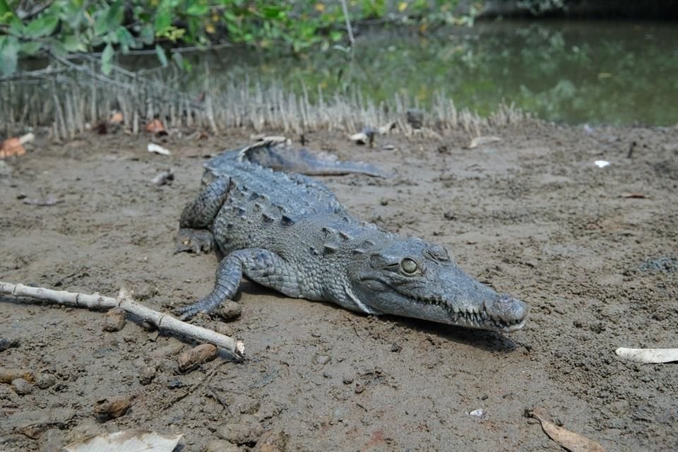 Asesinan a cocodrilo en el Estero el Salado, en Puerto Vallarta.