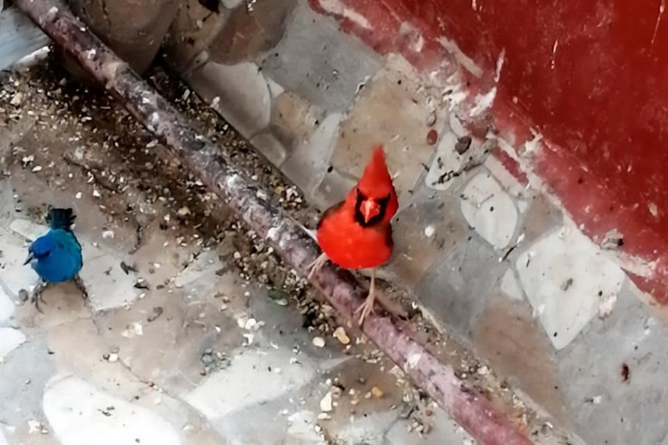 La persona visitada cuenta con cinco días para acreditar los permisos. 