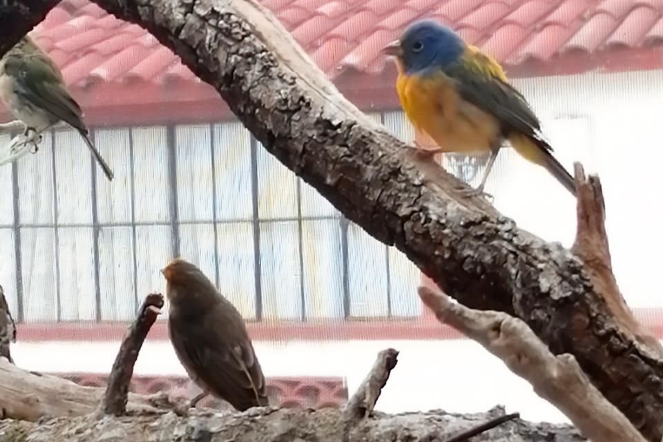 También un picogrueso encapuchado, un picogrueso azul, un mielerito, un colorín azul y un colorín ventridorado, ejemplares que muestran un aparente buen estado. 