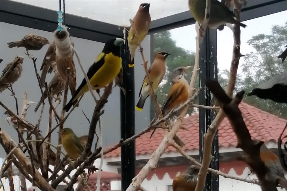 Fueron encontrados 16 pájaros primavera, 8 cuitlacoches, 8 charas verde, 2 cardenales rojo, 2 siete colores, 2 colorines pecho canela. 