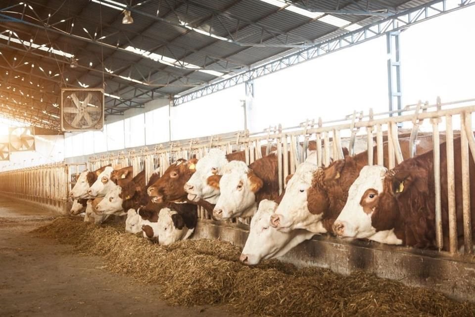 El cierre de EU a la importación de ganado mexicano, genera en productores y líderes del sector agropecuario incertidumbre.