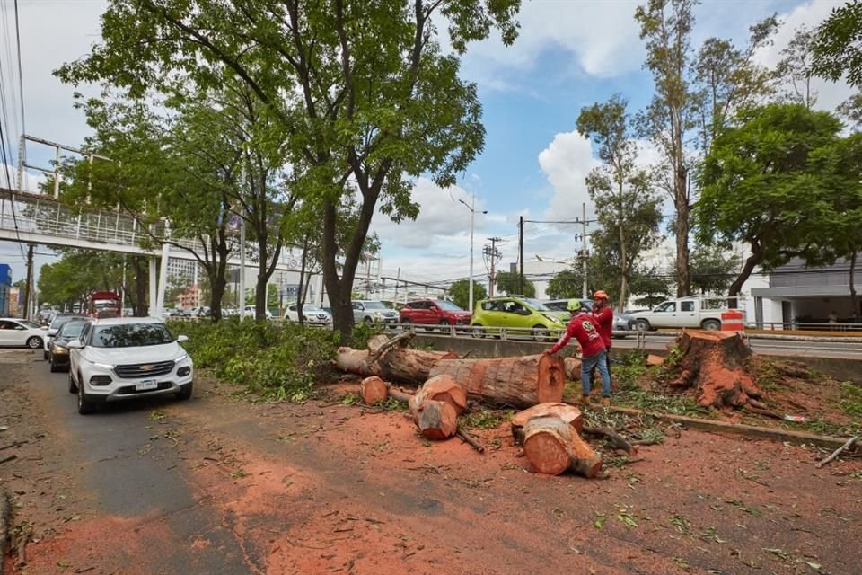 En el sentido norte-sur de la Avenida López Mateos esta tarde se presentaron algunos cuellos de botella por una poda de árboles.