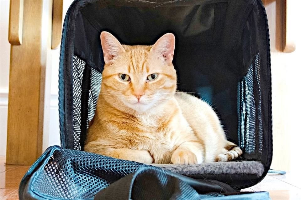 Viaggiare con gli animali domestici richiede preparazione e cura. Valutate le loro esigenze per garantire che il viaggio sia sicuro e piacevole per entrambi.