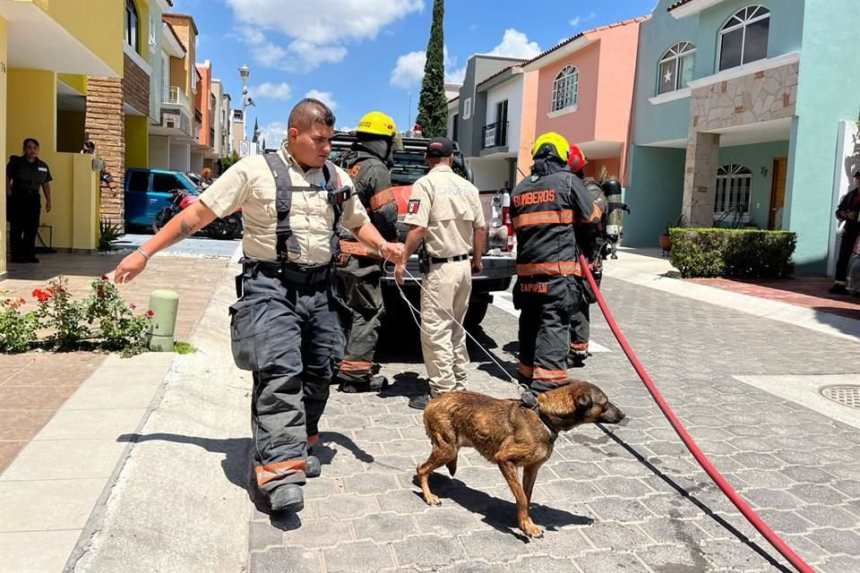 Elementos de Protección Civil pusieron a salvo a dos perros.
