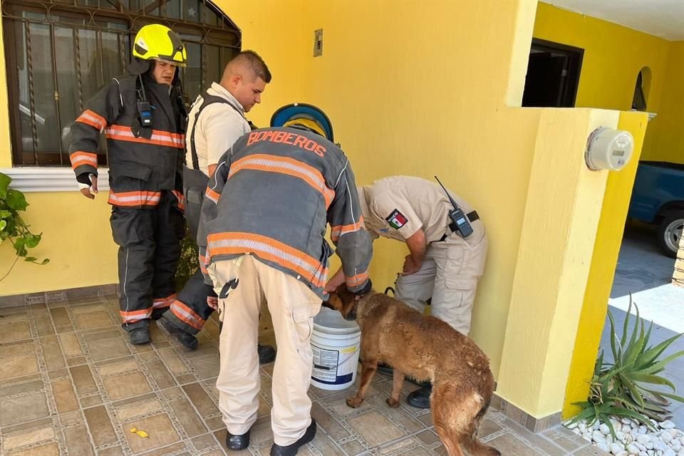 En la casa fueron rescatados dos perros que sufrieron quemaduras, por lo que se solicitó personal de salud animal para que les brindaran atenciones.
