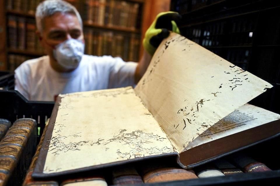 Los gorgojos se encuentran a menudo entre granos, harina y especias, pero también se sienten atraídos por los adhesivos a base de gelatina y almidón de los libros.