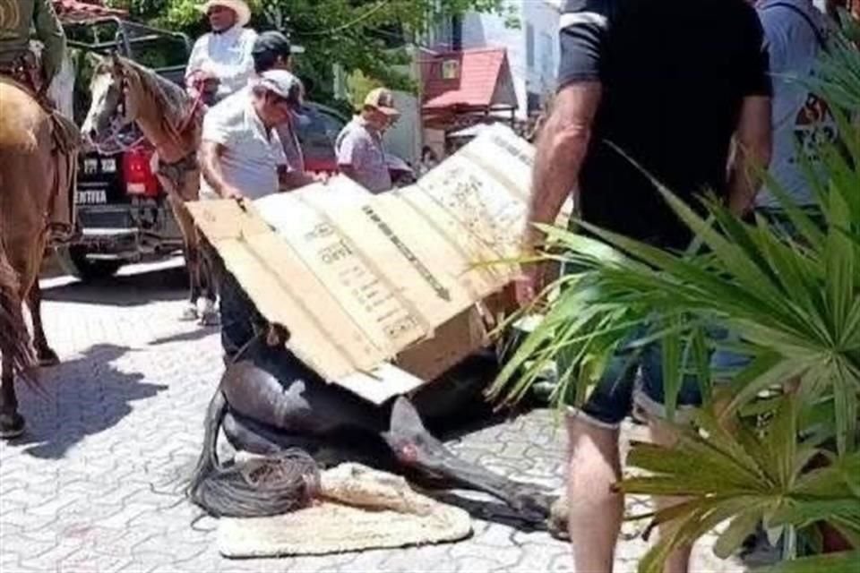Dos caballos colapsaron durante la celebración.