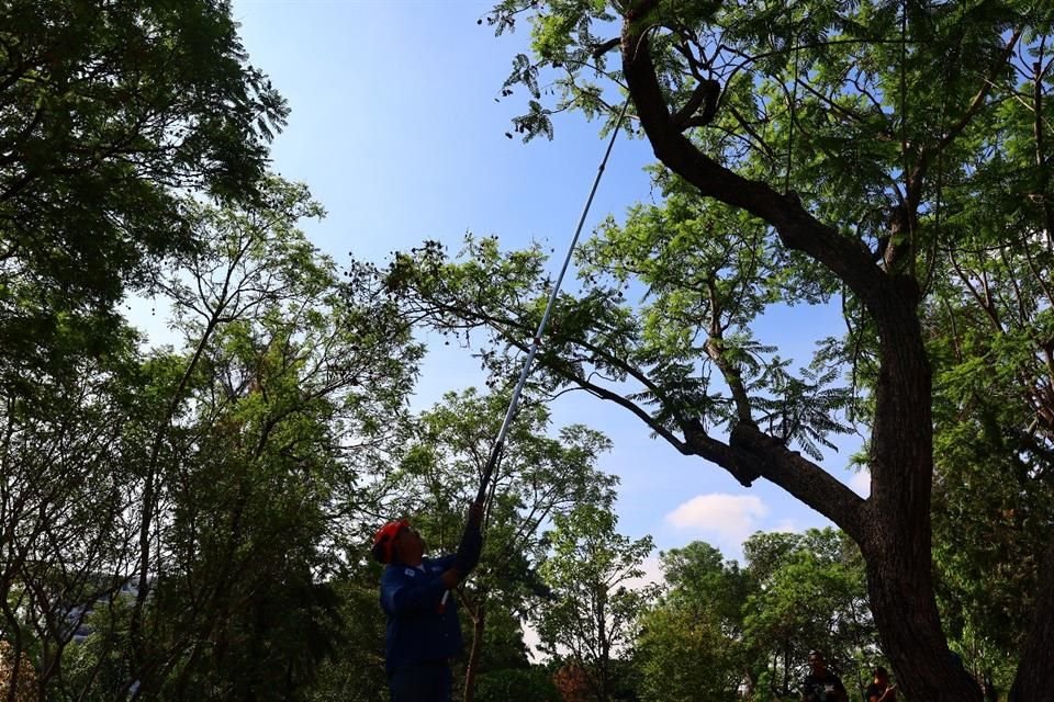 Mediante la Agencia Metropolitana de Bosques Urbanos (AMBU), se limpiaron 227 árboles infestados con muérdago en el Parque Alcalde.