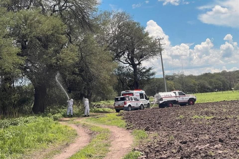 Un hombre murió atacado por abejas en el Municipio de Santa María de los Ángeles.