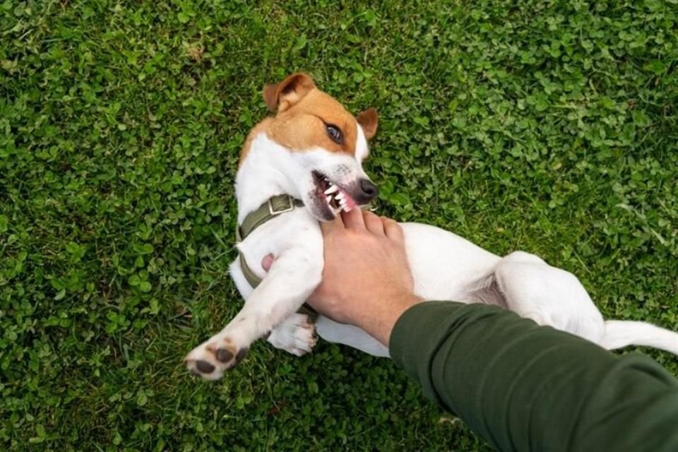 Provocar que el perro agresor pierda el equilibrio es una estrategia general para frenar una disputa entre perros, indica etólogo clínico.