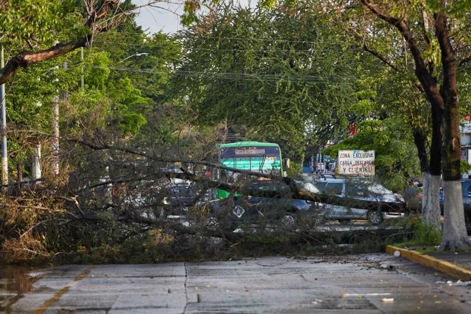 Un árbol se cayó y tapó un carril en la Avenida Del Mercado, casi esquina con Tuna.