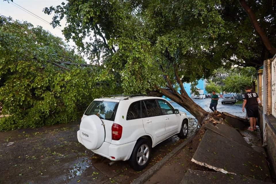 Un árbol cayó y tapó totalmente la vialidad en la calle de Isla Hebridas e Isla Malta.
