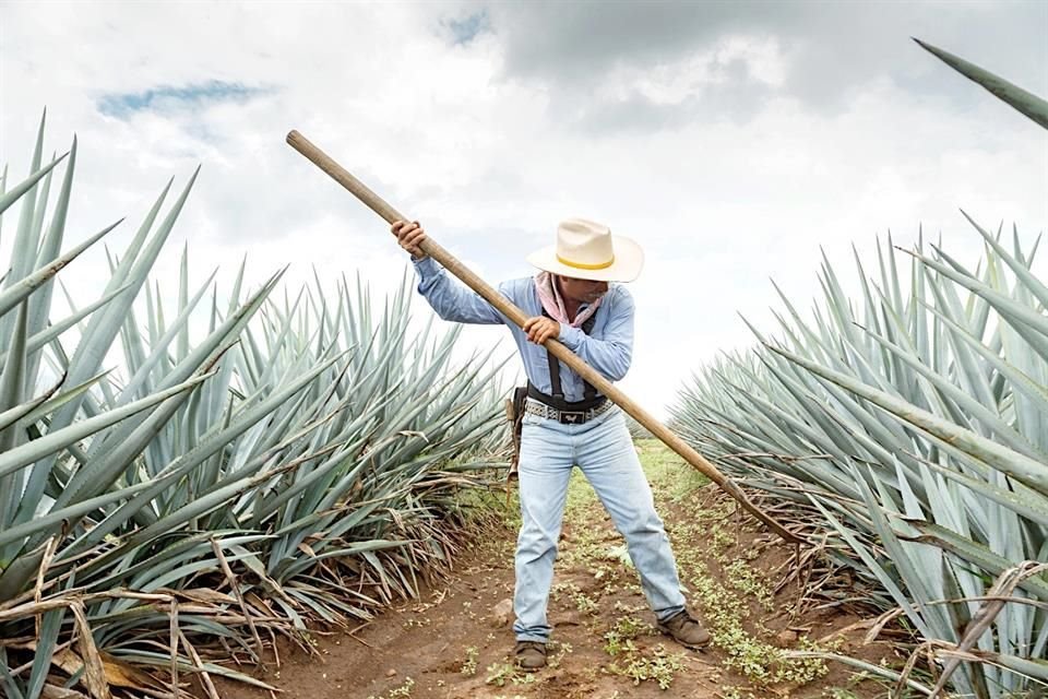 Desde los campos de agave en Jalisco hasta la destilería, el proceso del tequila refleja la dedicación y el orgullo de quienes preservan una tradición que trasciende generaciones.