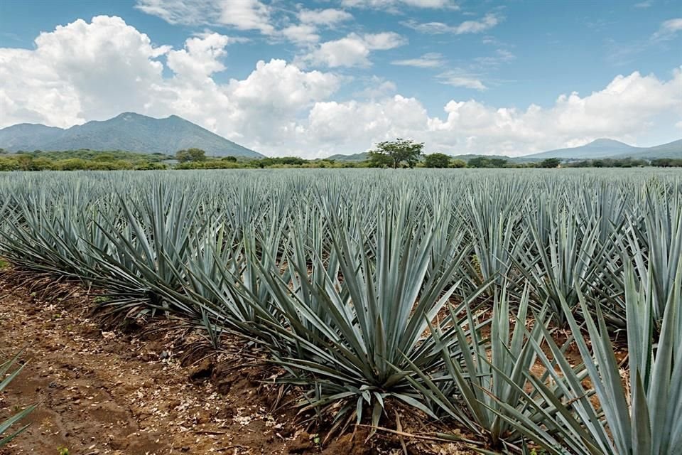 El paisaje agavero, declarado Patrimonio Mundial por la UNESCO, es testimonio del vínculo inseparable entre el tequila, la tierra y la gente que cuida este legado cultural.