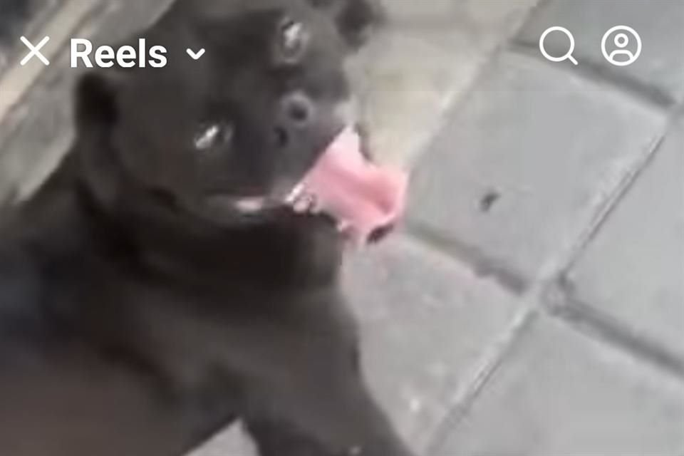 En un video se ve como el perro es abandonado en Av. Javier Mina y persigue por varios metros el autos del que lo bajaron.