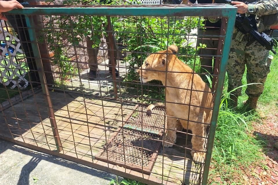 Luego de una denuncia en redes sociales, autoridades de Puerto Vallarta catearon un domicilio y aseguraron a un cachorro de león.