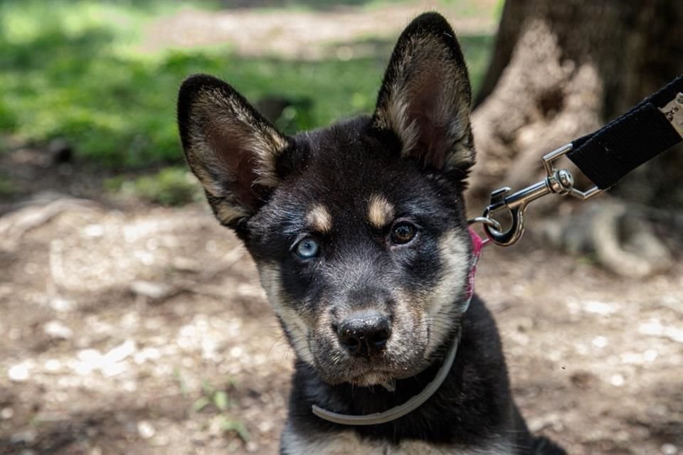 La perrita Mila y su característica tan peculiar de heterocromía.