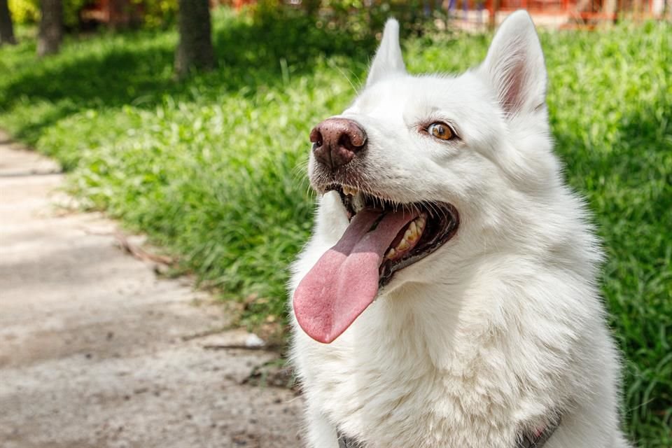 La perrita Laila posa sonriente.