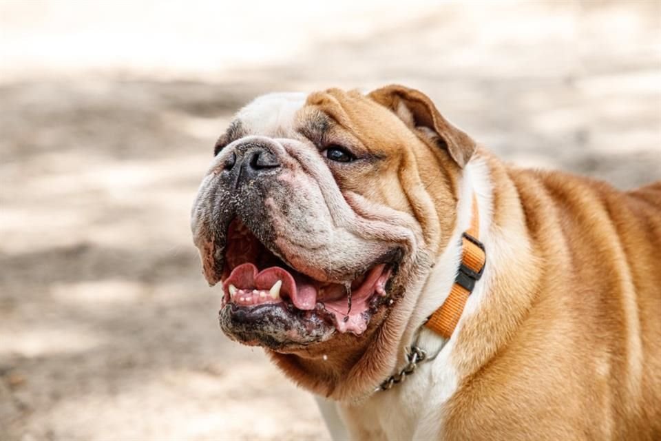 El perrito Billy posa muy galán.