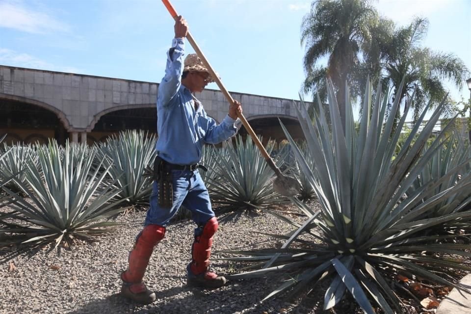 Durante el primer semestre de 2025, las exportaciones de tequila crecieron 6%, comparado con mismo periodo del año anterior, informó el CRT.