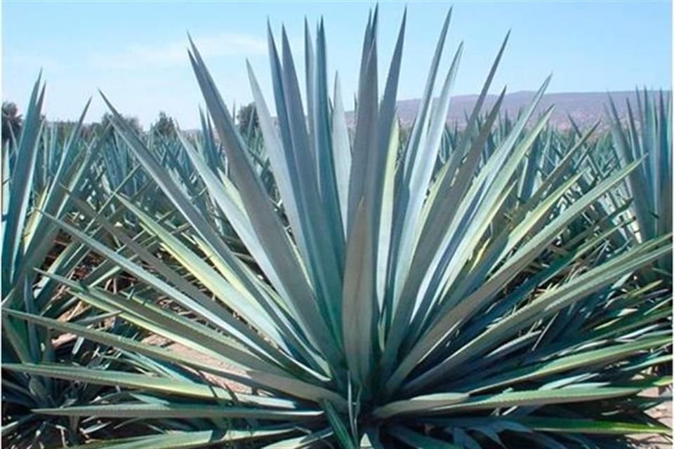 Hasta el momento no se han registrado casos de agave podrido en los campos de Jalisco.