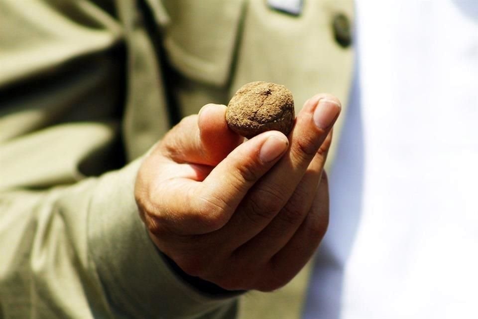 Las bombas de semilla están diseñadas para proteger y preservar las semillas hasta que las condiciones climáticas sean óptimas para su germinación.