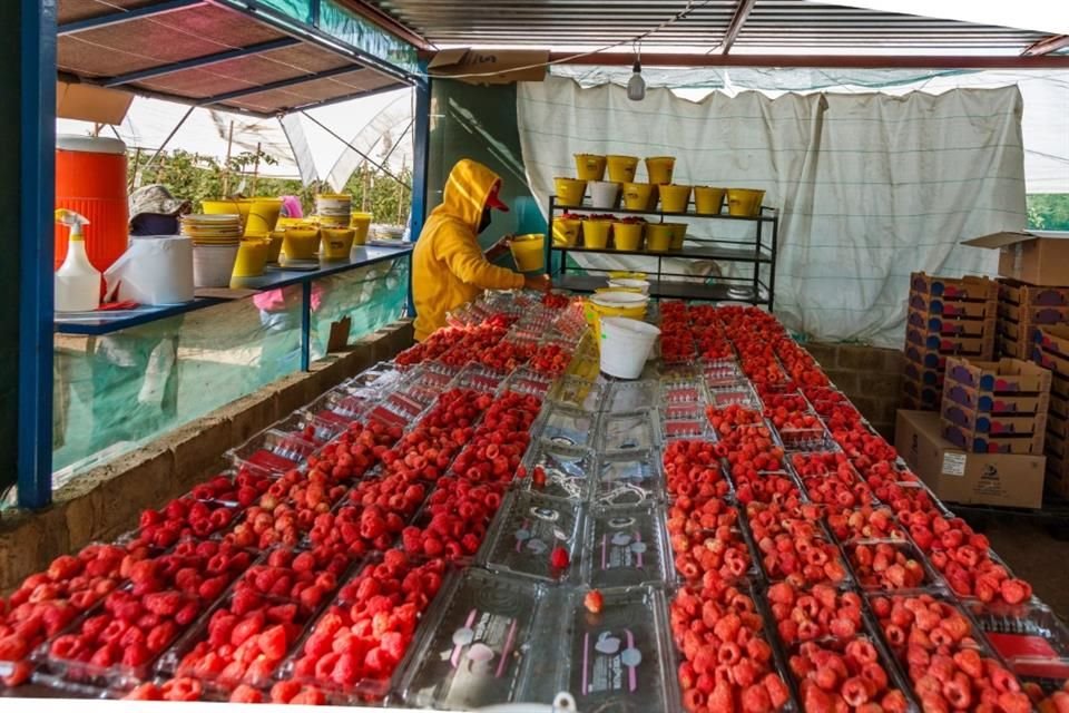 Projal urgió apequeños productores de berries en Jalisco, a participar en su esquema de financiamiento; convocatoria cierra el 31 de julio.