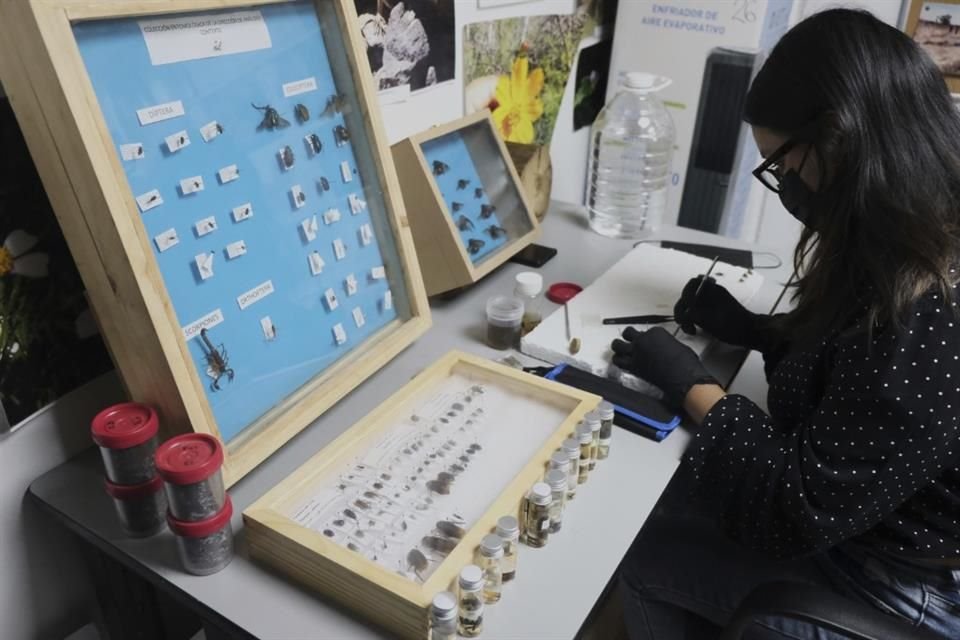 Una especialista analiza insectos y otros animales invertebrados recolectados de enterramientos clandestinos en Jalisco.