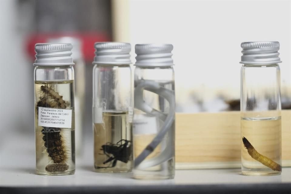 Además del estudio de invertebrados, los buscadores emplean cadáveres de cerdos vestidos con ropa que son enterrados con el objetivo de analizar sus restos.
