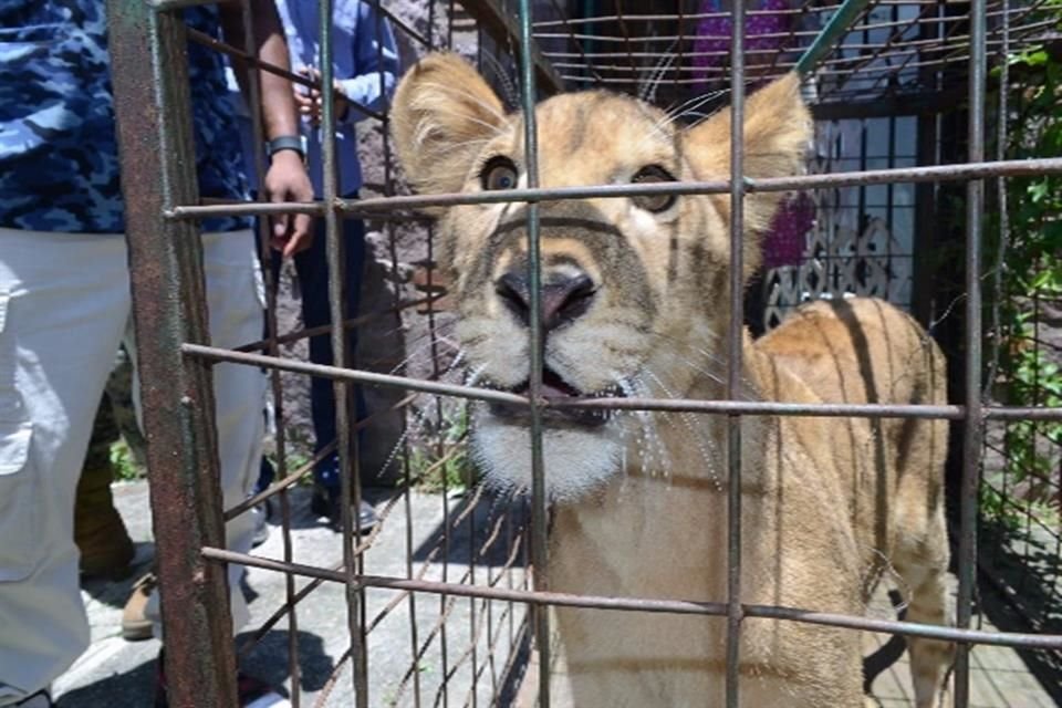 Un cachorro de león que estaba siendo mantenido como mascota fue asegurado por agentes de la FGR.