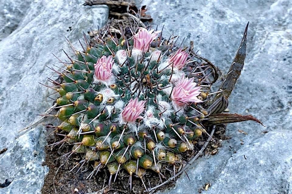 La 'Mammillaria julianae' fue descubierta por el especialista hace ya más de 5 años y fue nombrada en honor a su hija más pequeña, Juliana.