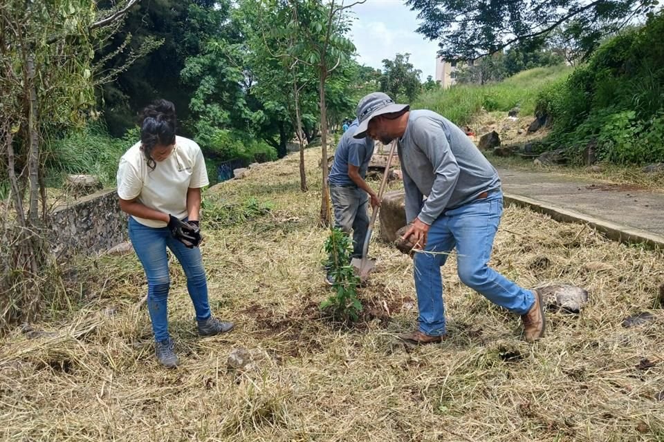 Colectivos se reunieron para trasplantar 140 árboles en el Parque Lineal Anáhuac en la Colonia Loma Dorada, en Tonalá.