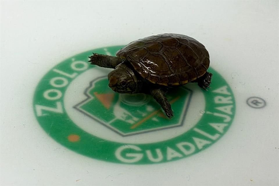 El recinto aseguró que este nacimiento es la prueba de que la ciencia aplicada y el cuidado profesional pueden cambiar la trayectoria de una especie en grave riesgo.