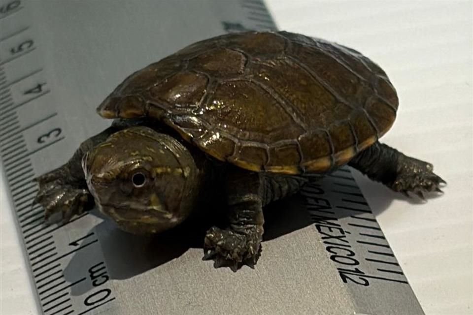 Se estima que podría haber alrededor de 500 individuos de esta especie en el mundo.