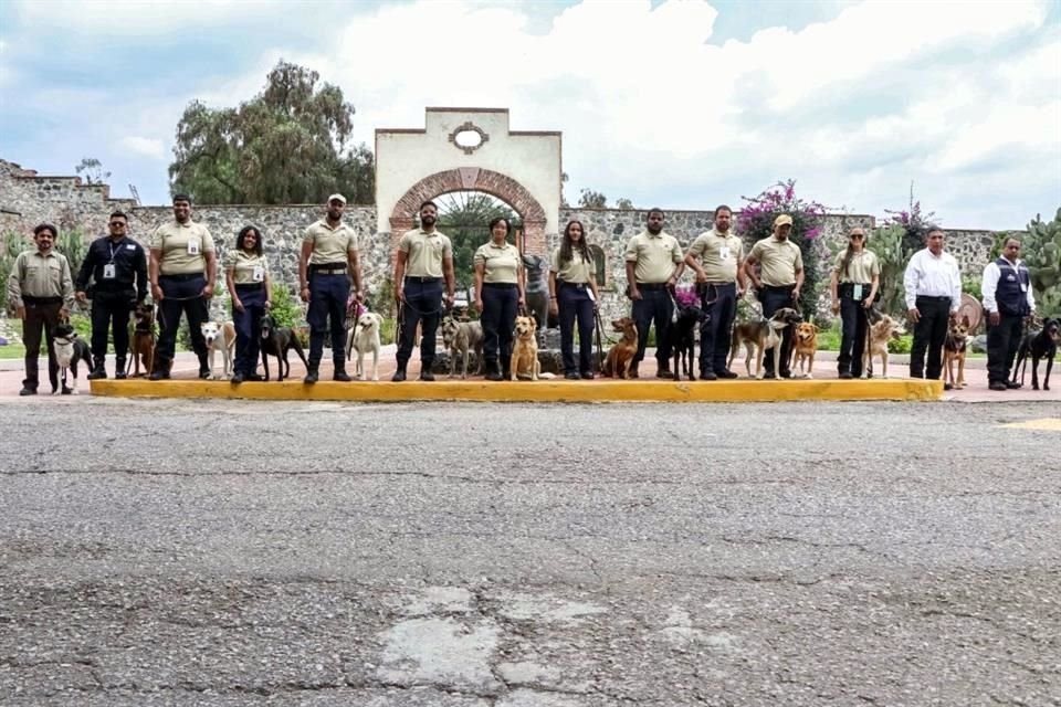 Los caninos fueron preparadas para identificar la presencia de gusano barrenador en heridas en Jalisco y Guatemala. 