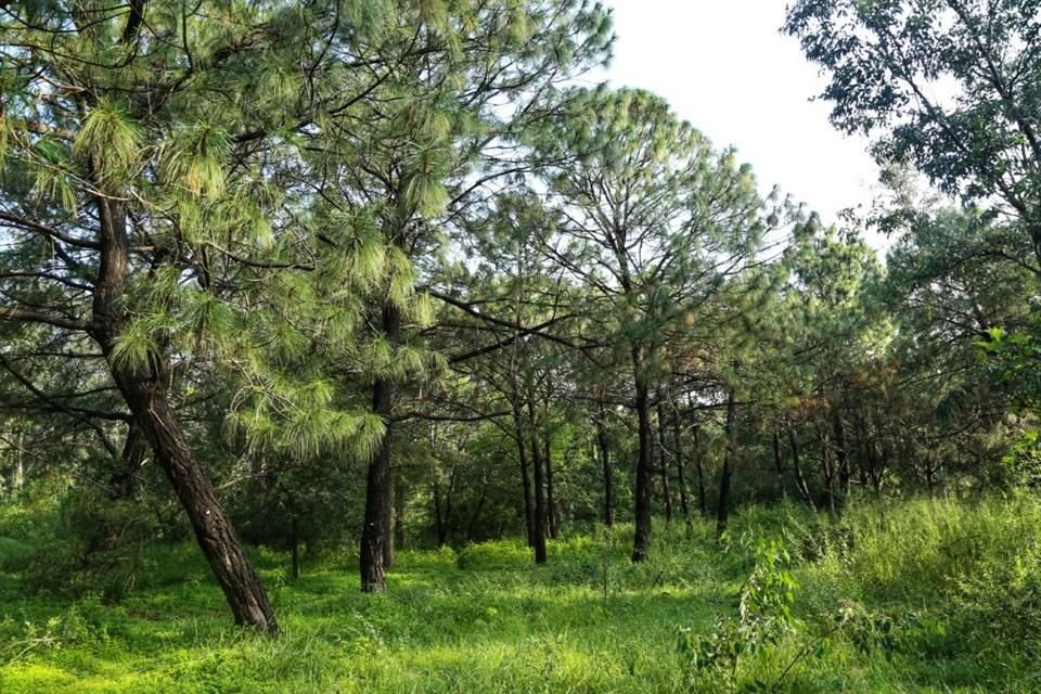 La Agencia Metropolitana de Bosques Urbanos realiza un censo de árboles en el Bosque Colomos.