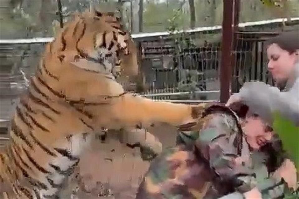 Un tigre en Maneja Vida Silvestre en Mazamitla, atacó a veterinaria del lugar, el cuál ya ha sido señalado anteriormente por sus prácticas.