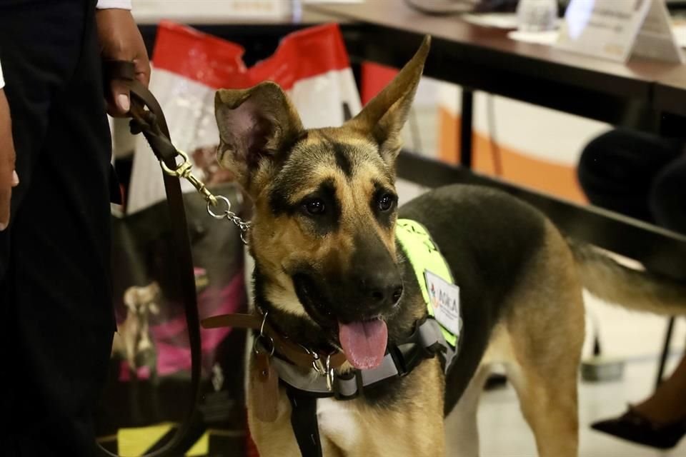 Los caninos están capacitados para detectar, a través del olfato, animales que puedan tener al GBG, así se acelera la respuesta sanitaria y evita que surjan brotes.