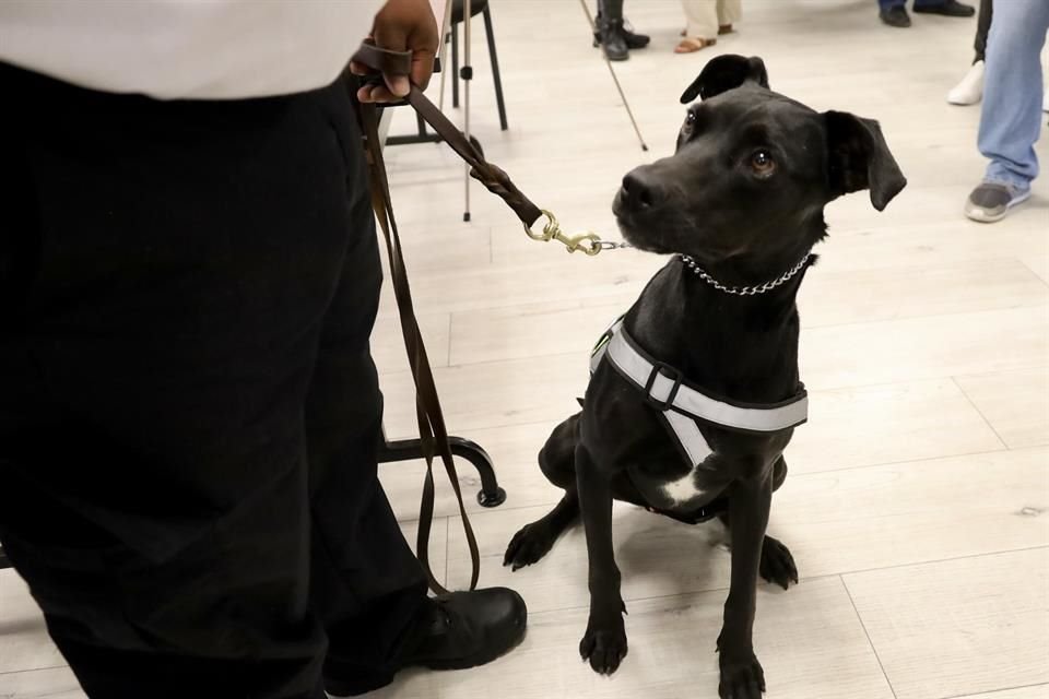 Los caninos están capacitados para detectar, a través del olfato, animales que puedan tener al GBG, así se acelera la respuesta sanitaria y evita que surjan brotes.