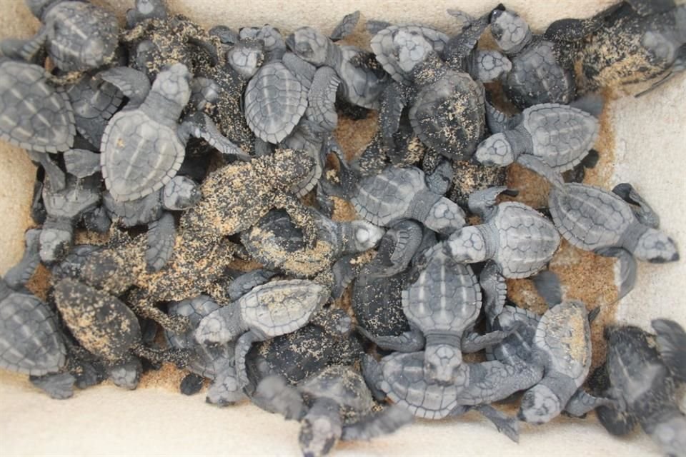 La protección de por lo menos 7 mil 205 nidos de tortugas, principalmente golfinas, es la meta que se fijaron académicos de la UdeG que administran cuatro campamentos.