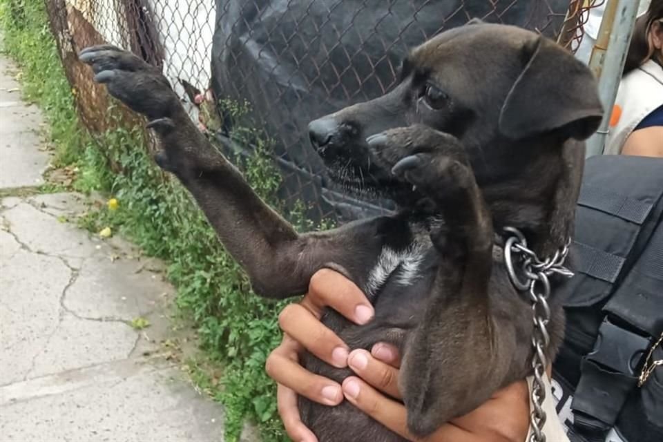 Siete perros fueron rescatados en Tlajomulco.